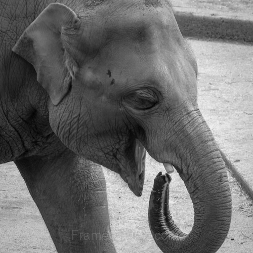 elephant drinking water